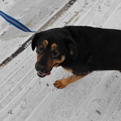 Psy ze schroniska do adopcji Gacek