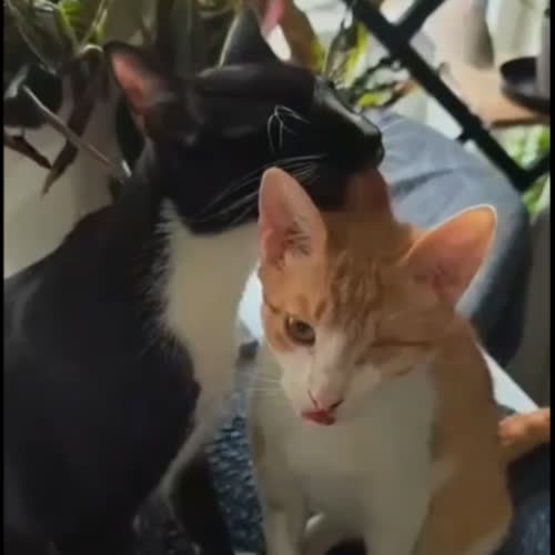 Koty ze schroniska do adopcji Kasiula i Junior