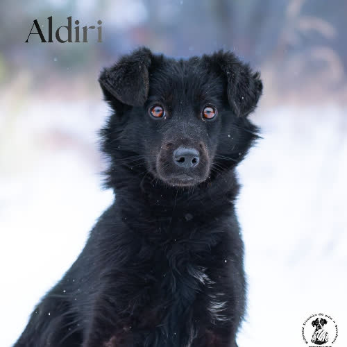 Psy ze schroniska do adopcji Wrażliwa ALDIRI