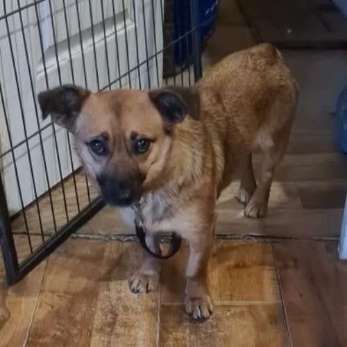 Psy ze schroniska do adopcji Izy / Izyda