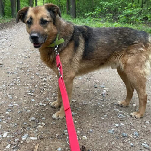 Psy ze schroniska do adopcji Gomez