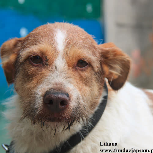 Psy ze schroniska do adopcji Liliana
