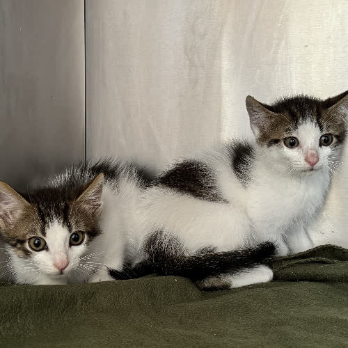Koty ze schroniska do adopcji Frodo i Sam