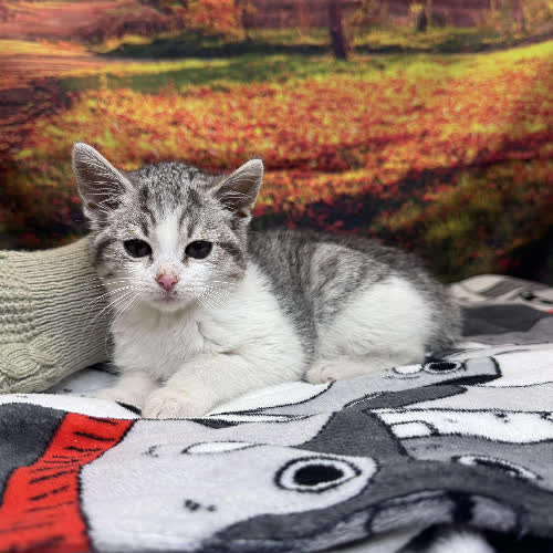 Koty ze schroniska do adopcji Kala