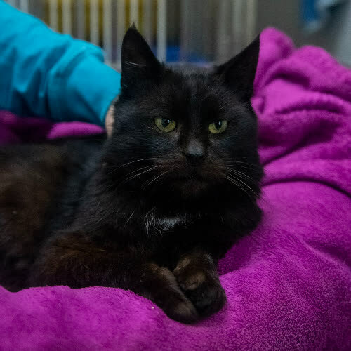 Koty ze schroniska do adopcji Lucyfer