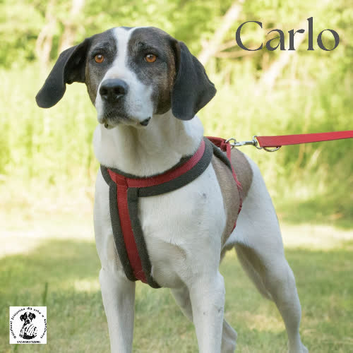 Psy ze schroniska do adopcji Carlo