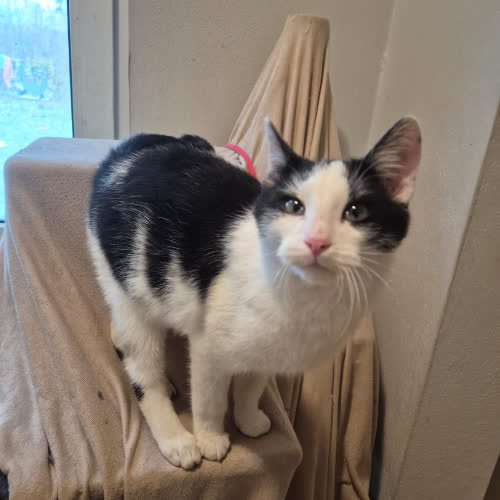 Koty ze schroniska do adopcji Pankracy