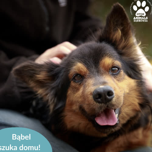Psy ze schroniska do adopcji Bąbel
