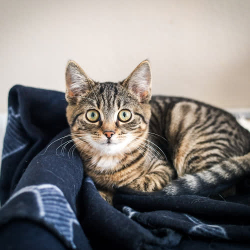 Koty ze schroniska do adopcji Netflix