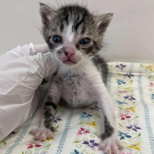 Koty ze schroniska do adopcji Harley