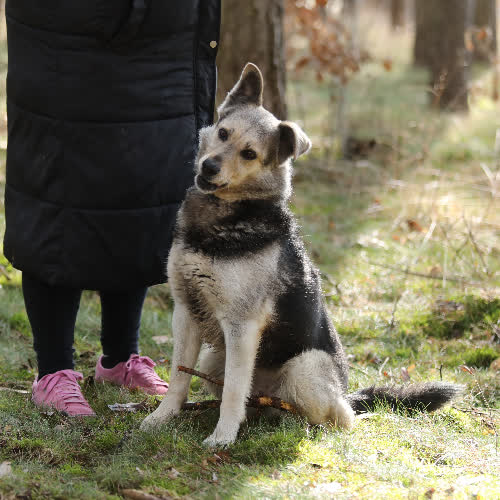 Psy ze schroniska do adopcji Szila