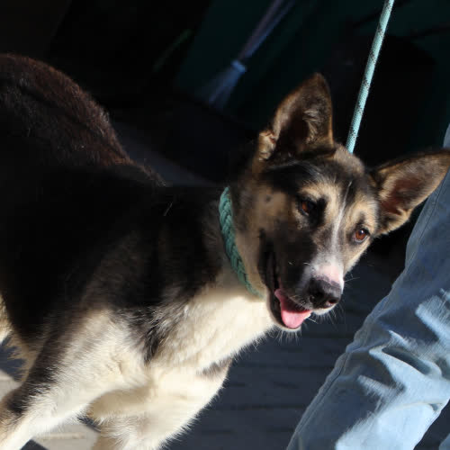 Psy ze schroniska do adopcji Carla