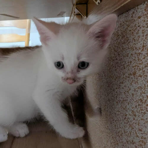 Koty ze schroniska do adopcji Frędzel