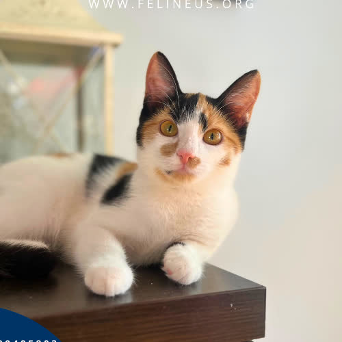 Koty ze schroniska do adopcji Marakuja