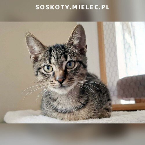 Bolek
