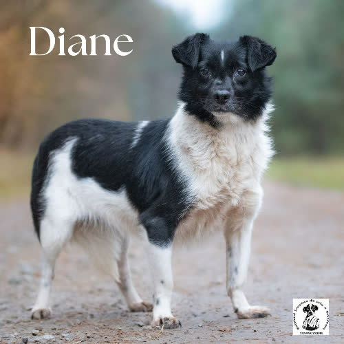Psy ze schroniska do adopcji Diane