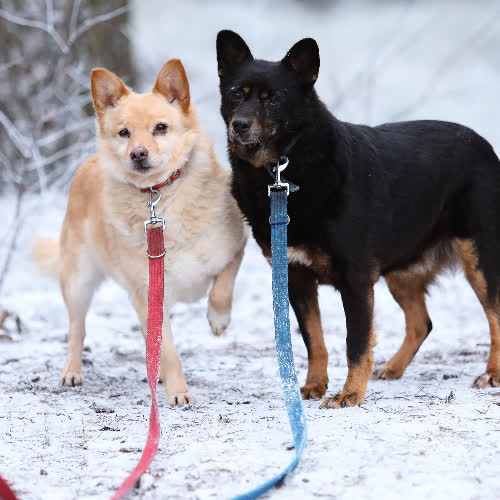 Psy ze schroniska do adopcji Wendy i Moli