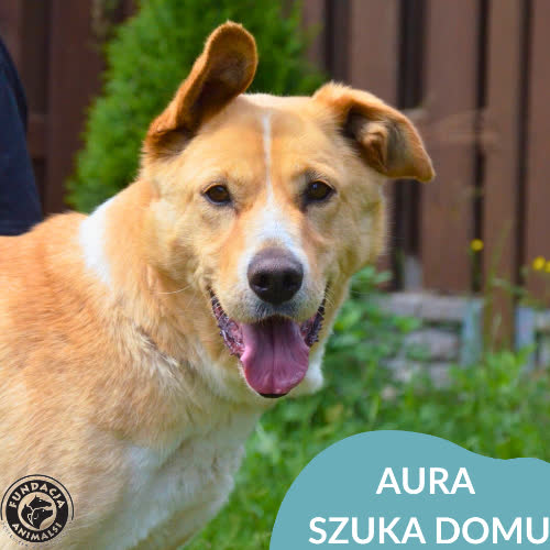 Psy ze schroniska do adopcji AURA