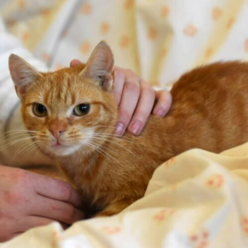 Koty ze schroniska do adopcji Rudzinka