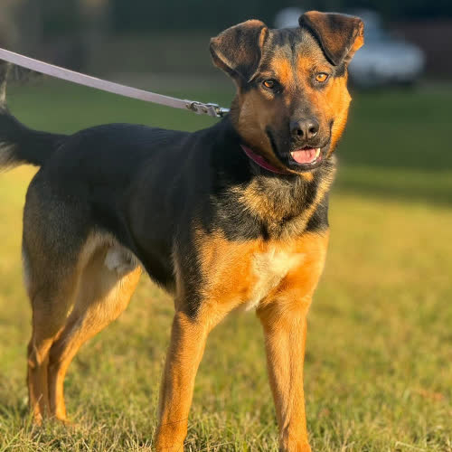 Psy ze schroniska do adopcji Lejzer