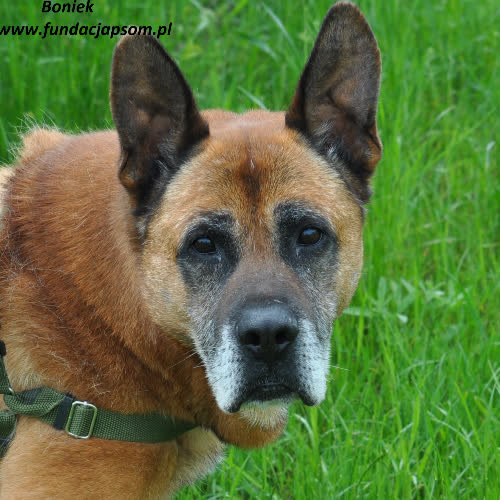 Psy ze schroniska do adopcji Boniek
