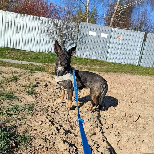 Psy ze schroniska do adopcji Cindy