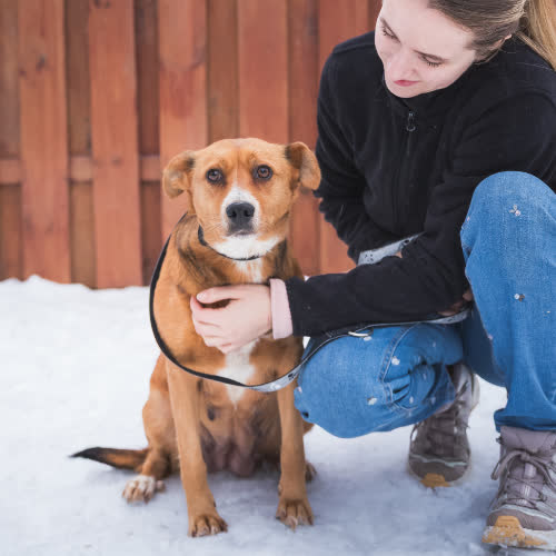 Psy ze schroniska do adopcji Olga