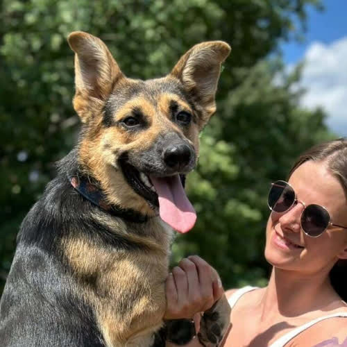 Psy ze schroniska do adopcji Cykoria 