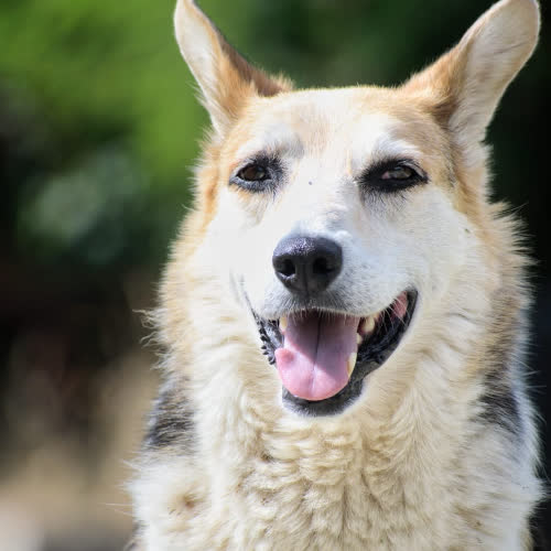 Psy ze schroniska do adopcji Jacky