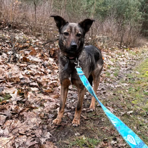 Psy ze schroniska do adopcji Sumi