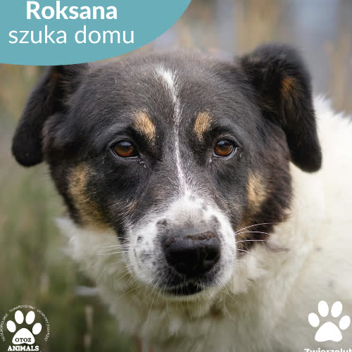 Psy ze schroniska do adopcji Roksana