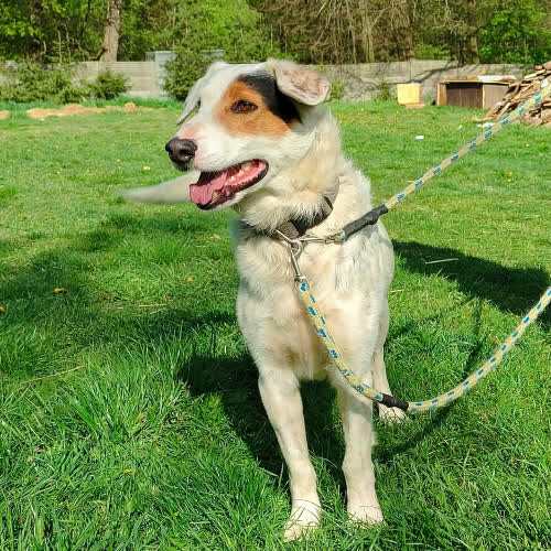 Psy ze schroniska do adopcji Sanyo