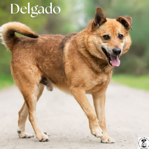 Lojalny DELAGO
