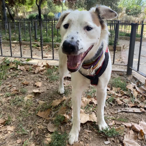 Psy ze schroniska do adopcji Meli