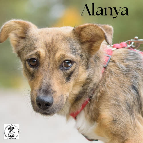 Psy ze schroniska do adopcji Alanya