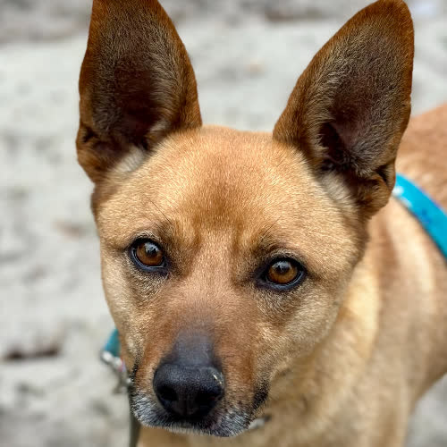 Psy ze schroniska do adopcji Dingo