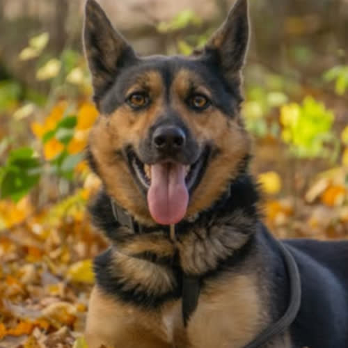 Psy ze schroniska do adopcji Fryc