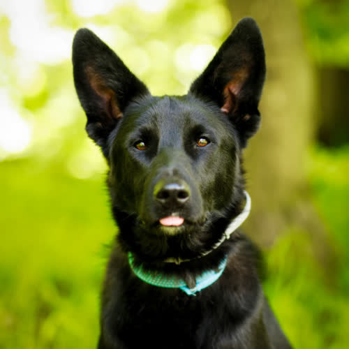 Psy ze schroniska do adopcji Mufasa