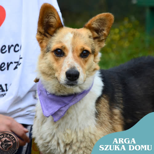 Psy ze schroniska do adopcji ARGA
