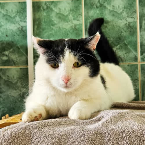 Koty ze schroniska do adopcji Magik 