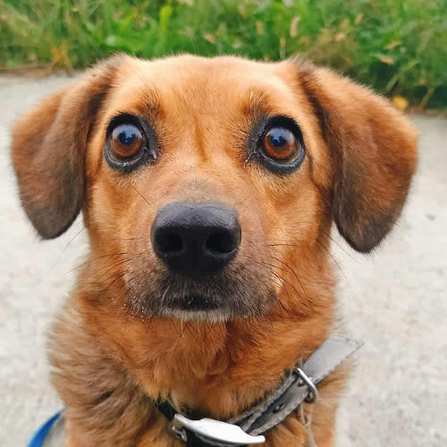 Psy ze schroniska do adopcji Pesto