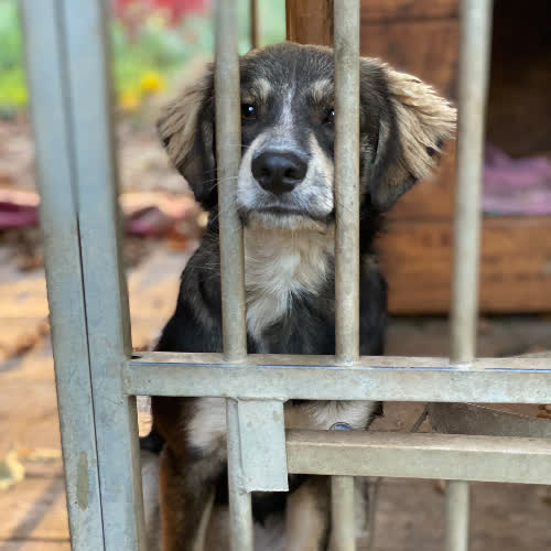 Psy ze schroniska do adopcji Lola