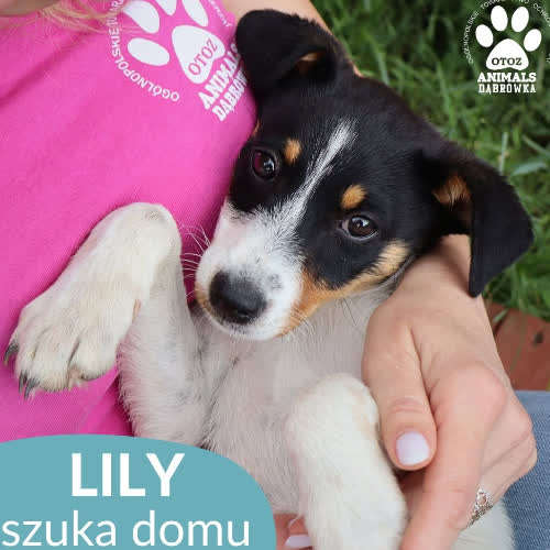 Lily