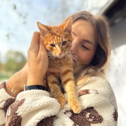 Koty ze schroniska do adopcji Karmel