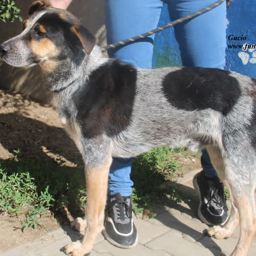 Psy ze schroniska do adopcji Gucio