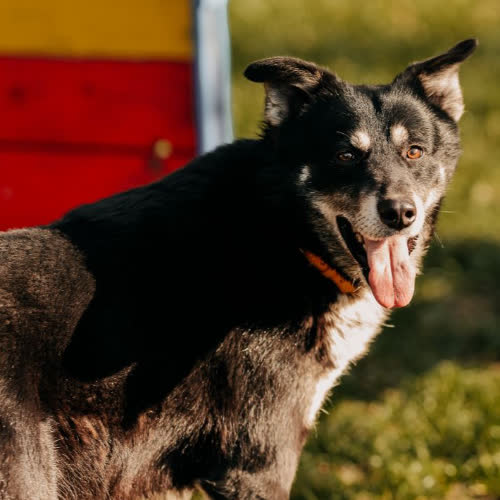 Psy ze schroniska do adopcji Mufi