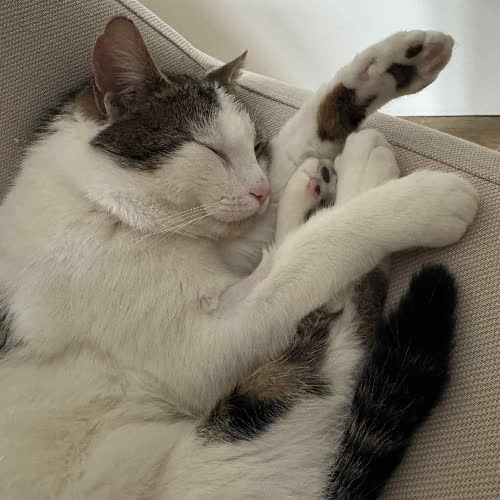 Koty ze schroniska do adopcji Jacek