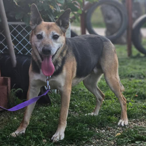 Psy ze schroniska do adopcji Mambo