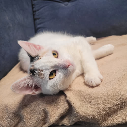 Koty ze schroniska do adopcji Bójka