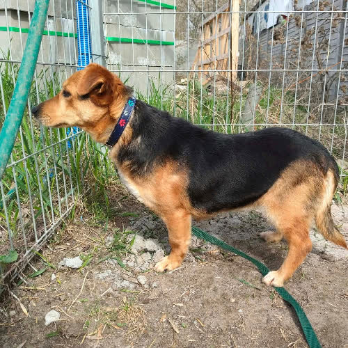 Psy ze schroniska do adopcji ABI